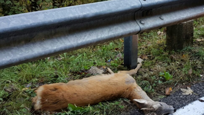 capriolo-morto