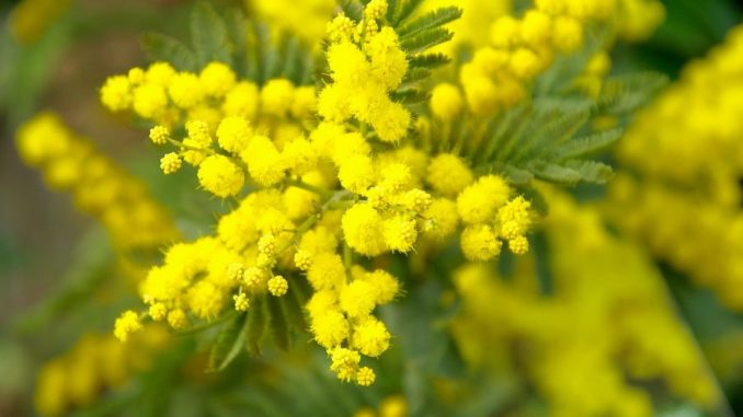 mimosa-673238_1280