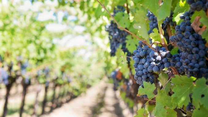 purple-grapes-553462_1280