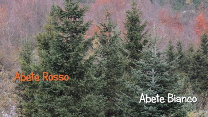 abete bianco vs rosso
