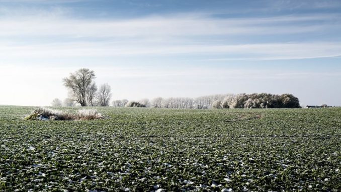 campi ghiacciati