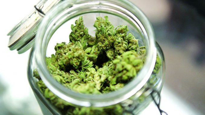 cannabis terapeutica