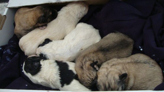 cuccioli-salvati2