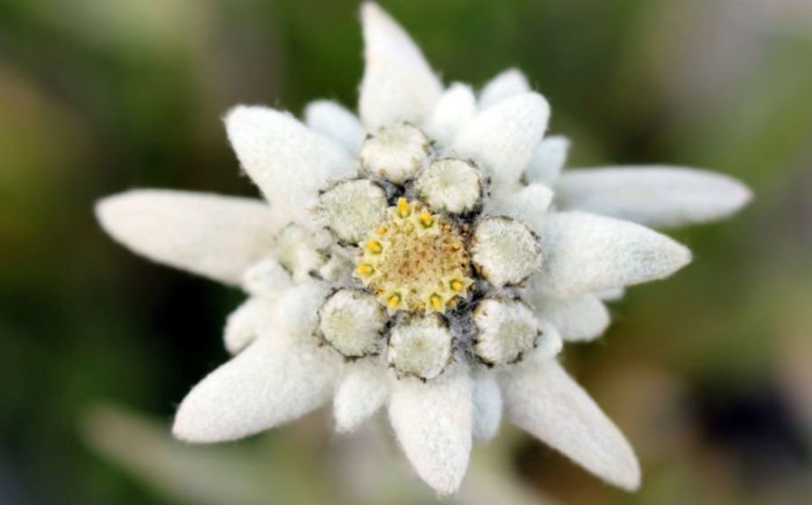 La leggenda della stella alpina L'Eco Vicentino