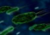 Contaminazione batteriologica nell'acquedotto di Arcugnano
