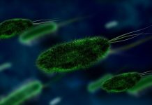 Contaminazione batteriologica nell'acquedotto di Arcugnano
