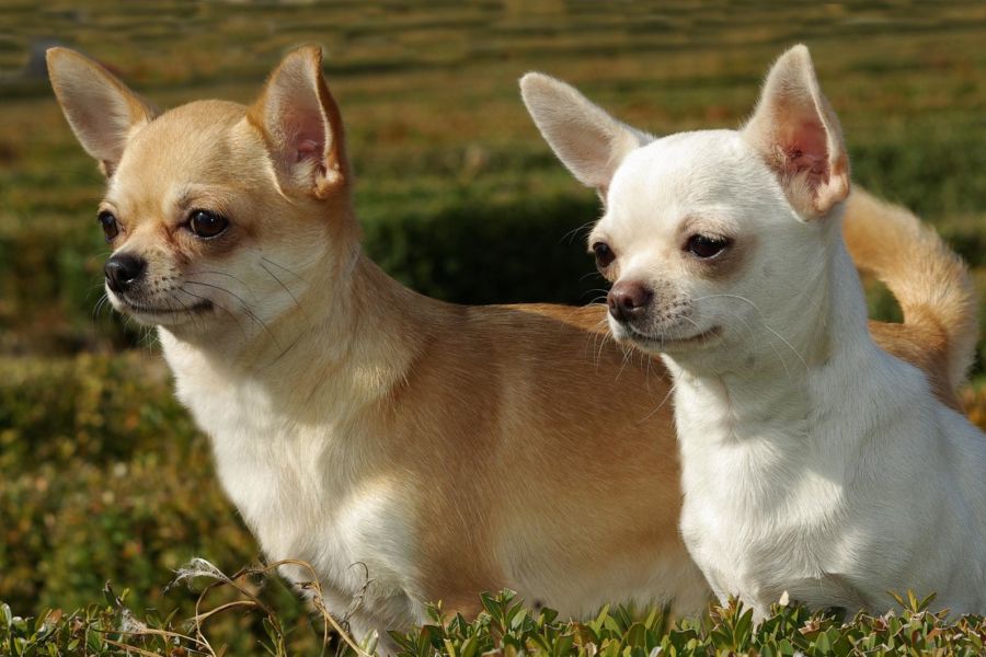 I 76 chihuahua sequestrati tornano a casa "Nessun maltrattamento" L