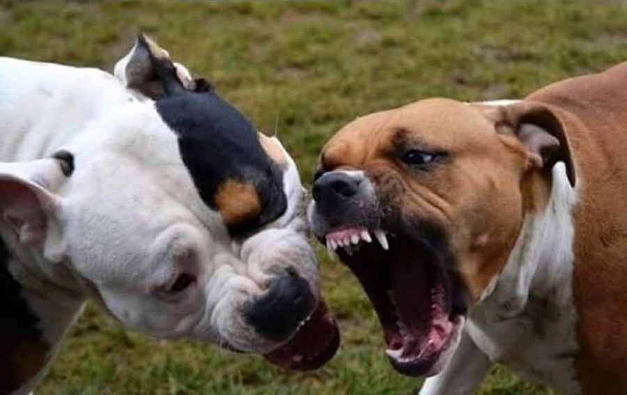 Assalita Da Un Cane Per Difendere Il Suo Cucciolo Unanziana Cade E