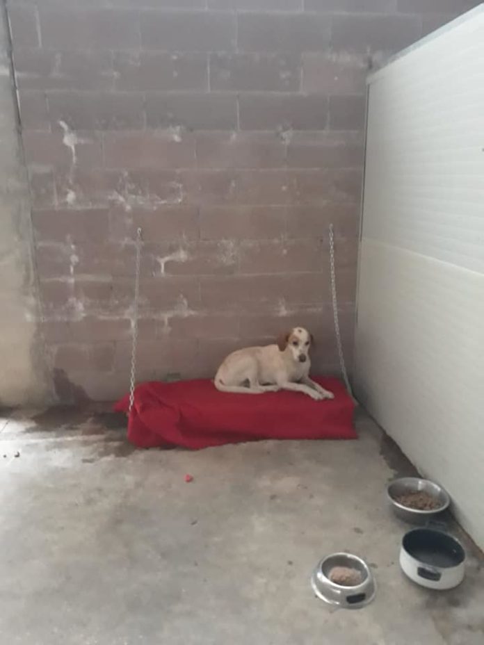 Il padrone muore e il cane veglia per ore il cadavere. Appello Enpa per ...