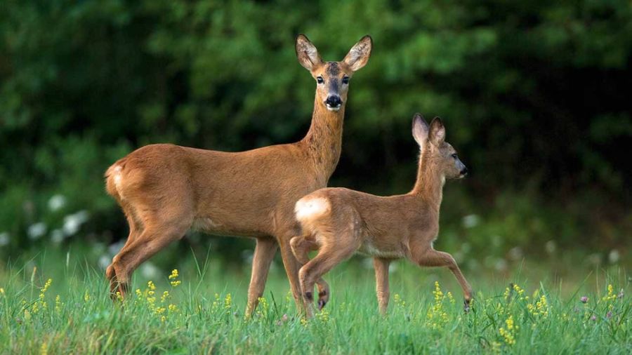 capriolo-femmina-stanata-e-uccisa-ai-margini-del-bosco-era-in-attesa