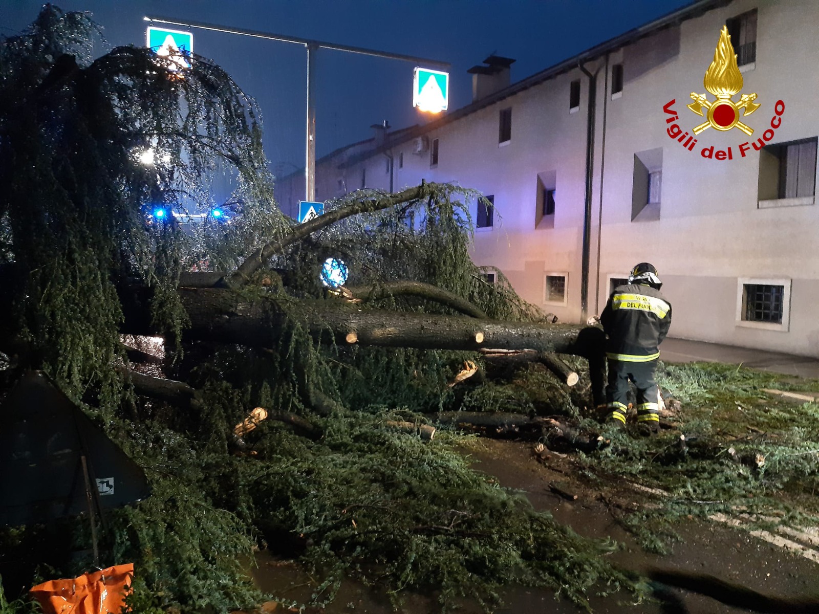 Il temporale "abbatte" un albero che cade in strada. Pompieri all'opera ...