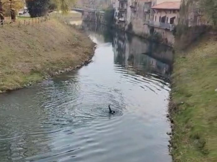 spacciatore Bacchiglione 2