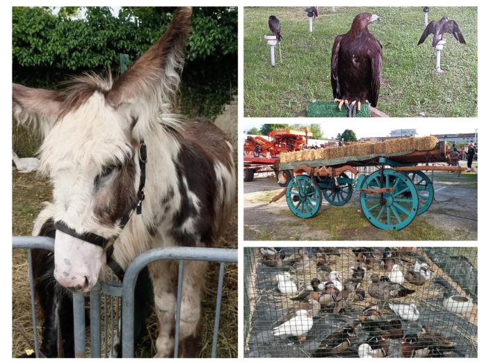 collage fiera uccelli dueville