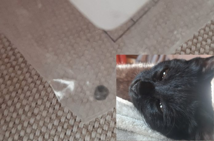 Proiettili gatto