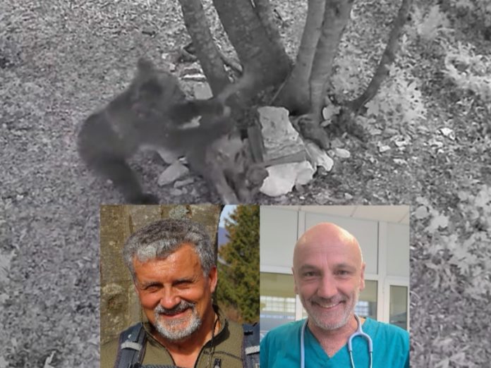 orso Ferron nicolussi