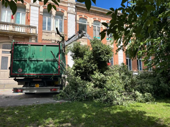 albero scuola zanella