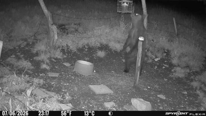 orso dispensatore mais giu26