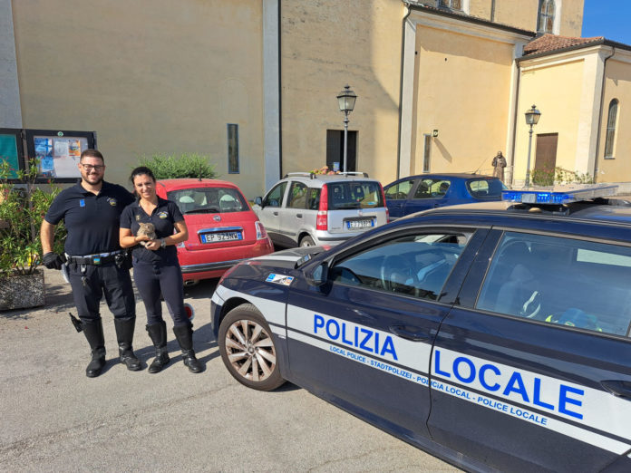 Polizia Locale gatto