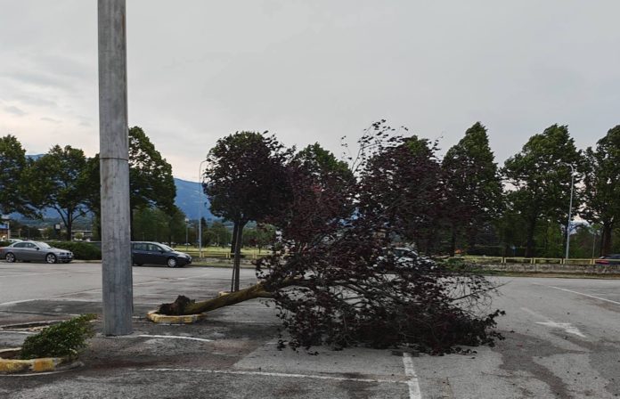albero Thiene