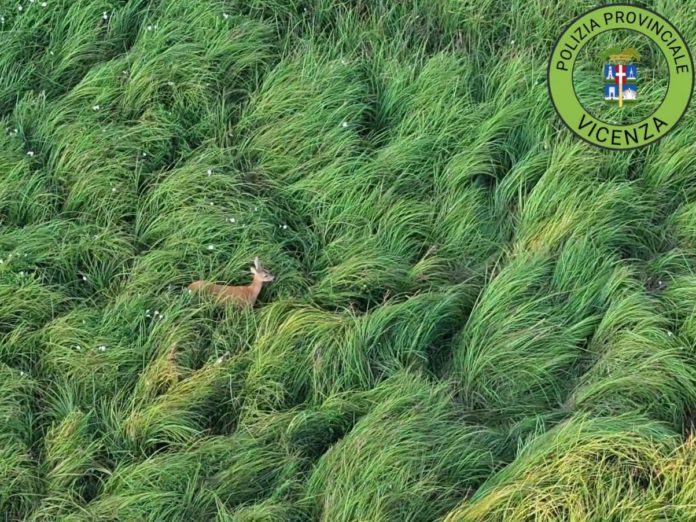 capriolo visto con drone lug26