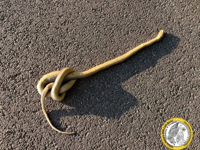 serpente annodato arcugnano