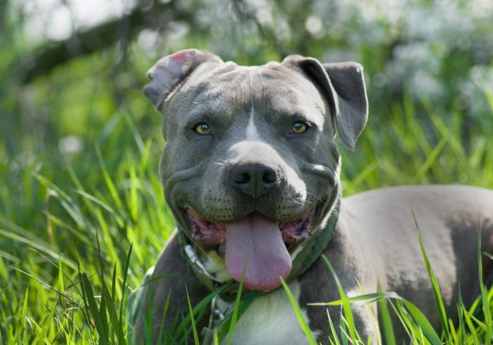 Amstaff