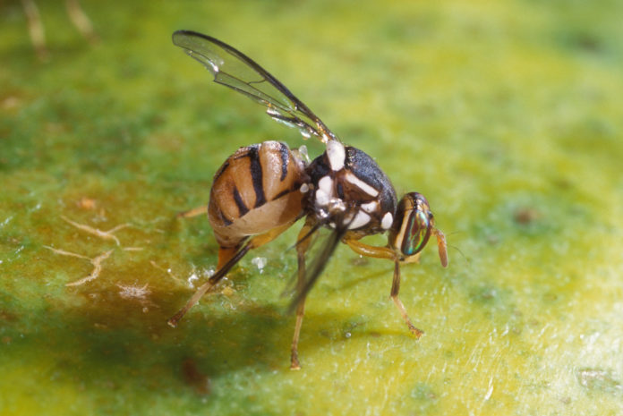 mosca della frutta wikipedia